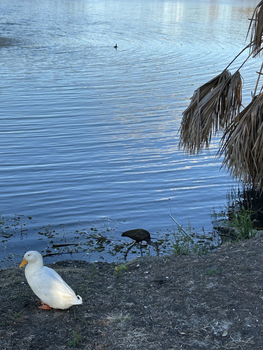 Limpkin - ML646917089