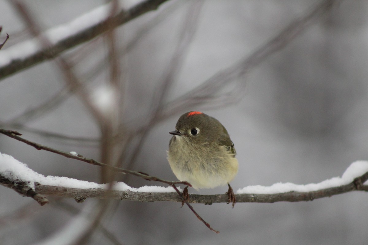 Ruby-crowned Kinglet - ML646917091