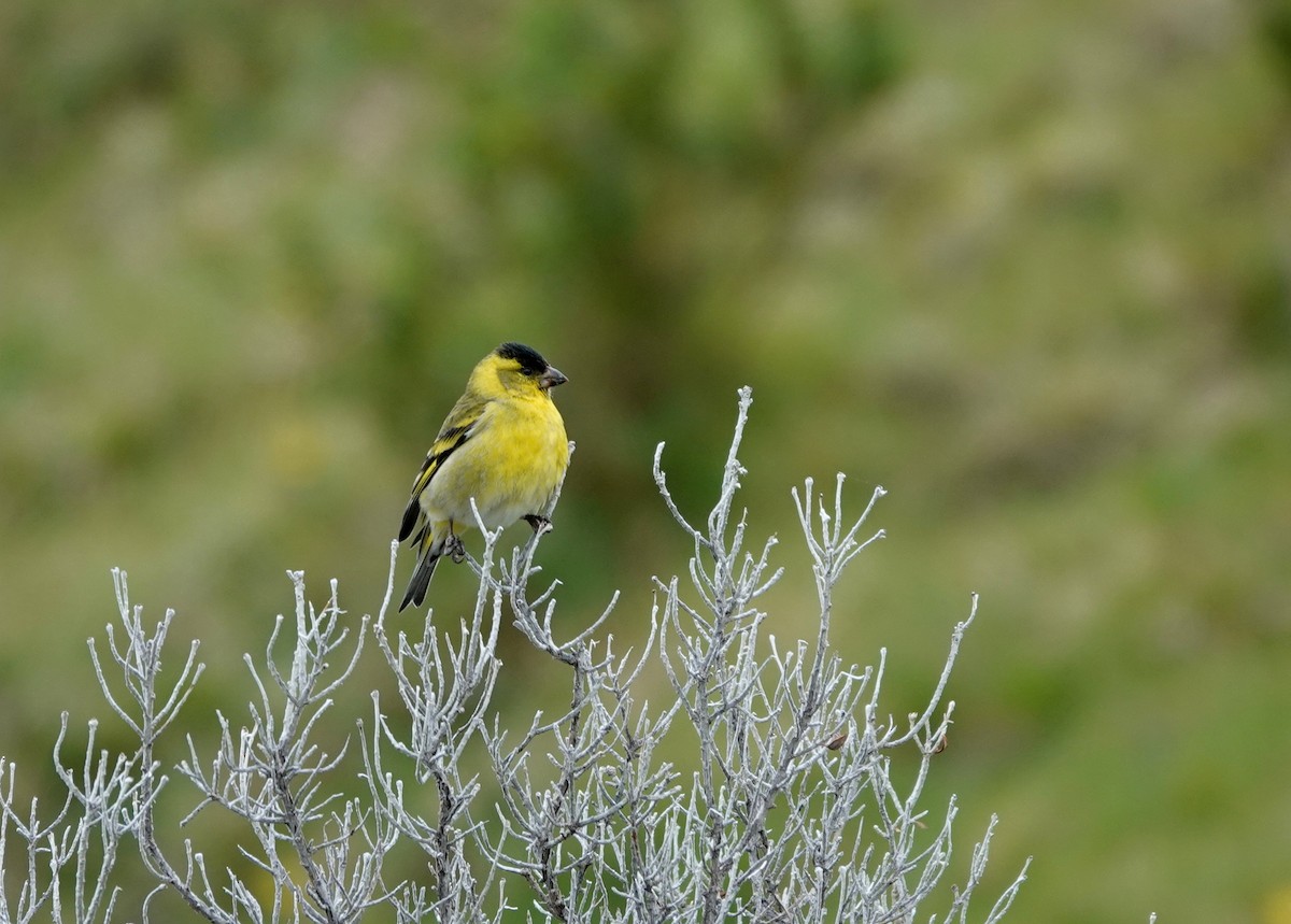 Black-chinned Siskin - ML646917092