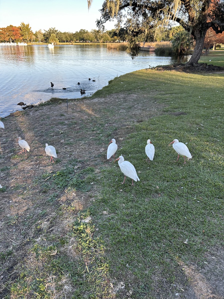 White Ibis - ML646917094