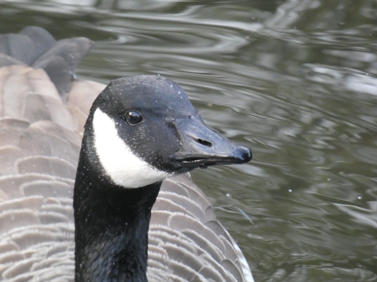 Barnacla Canadiense Grande - ML646917098