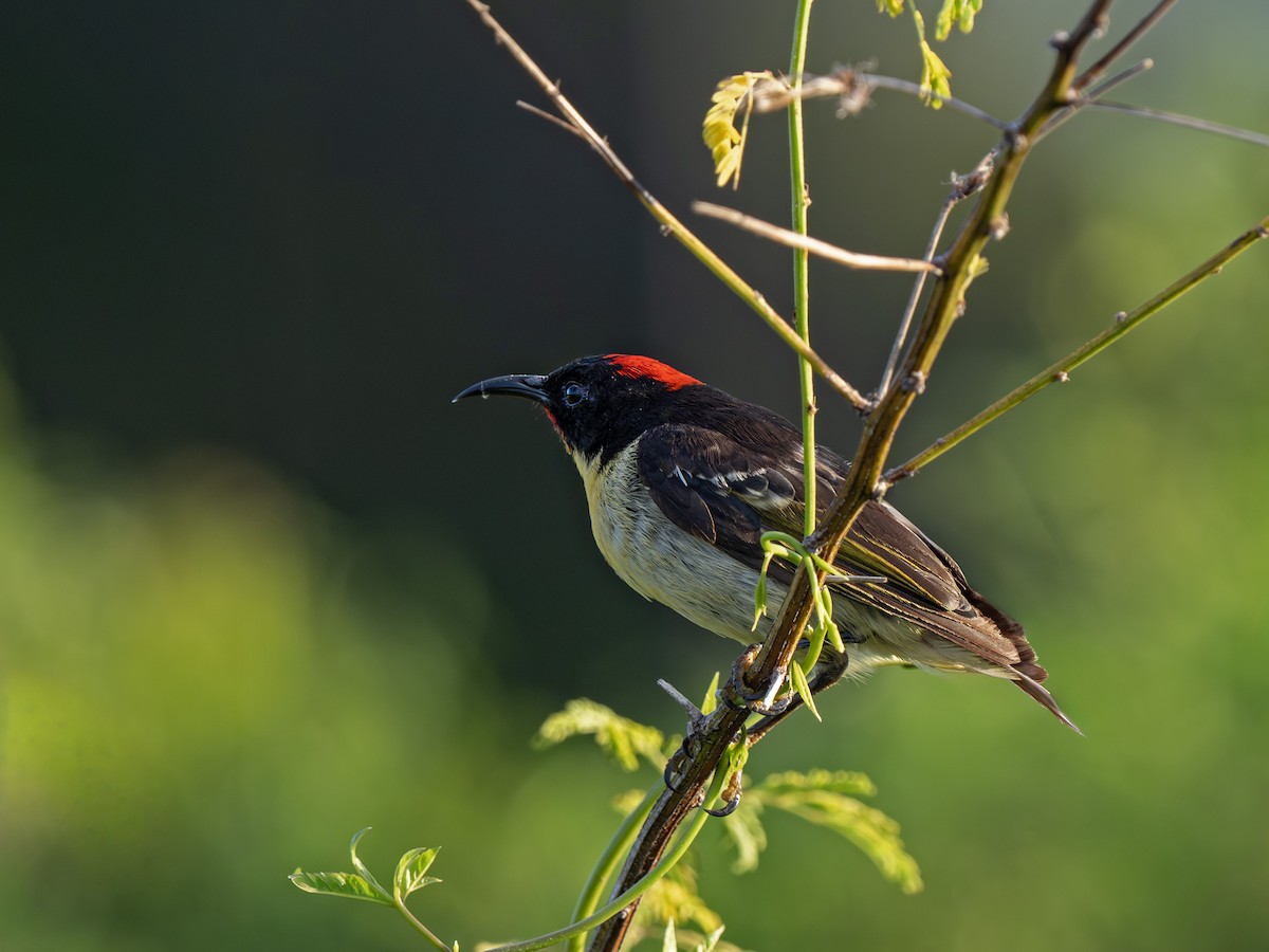 gulbrysthonningeter - ML646917099