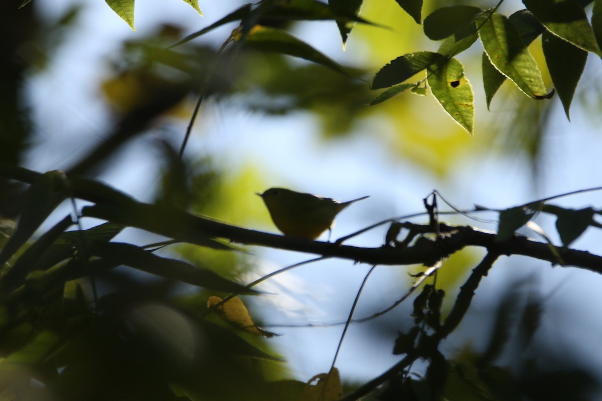 Northern Yellow Warbler - ML646917100