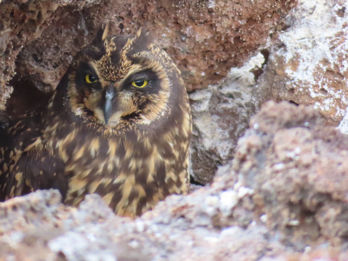 Short-eared Owl - Carol Mullen