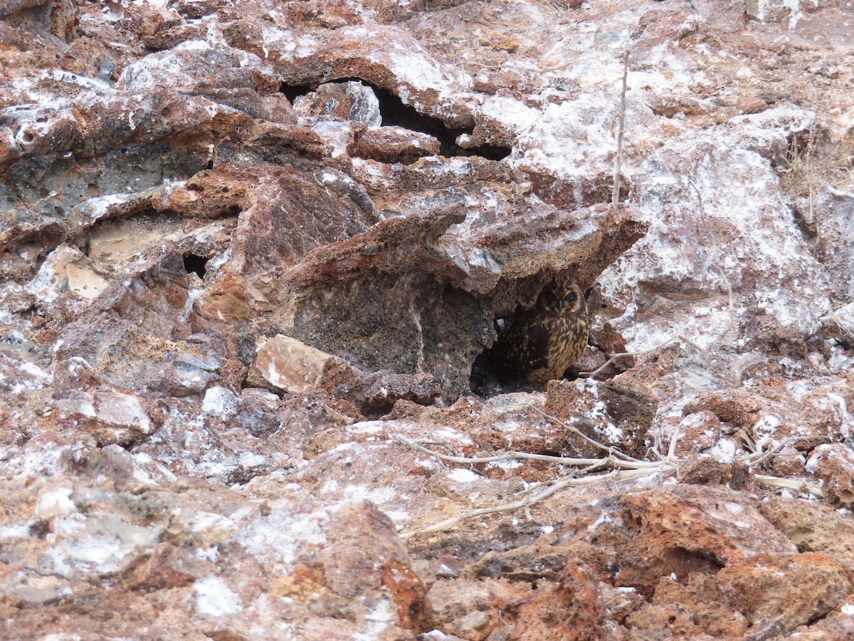 Short-eared Owl - Carol Mullen