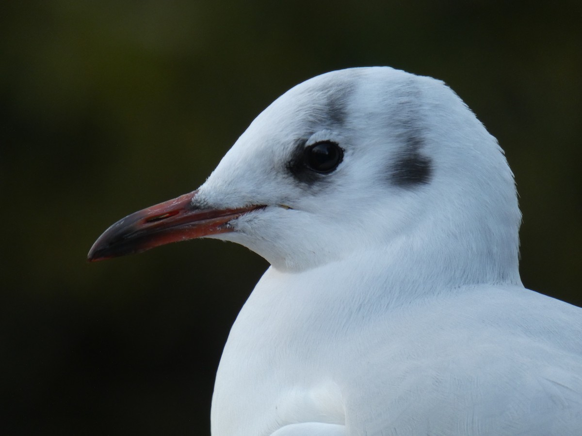 Gaviota Reidora - ML646917109