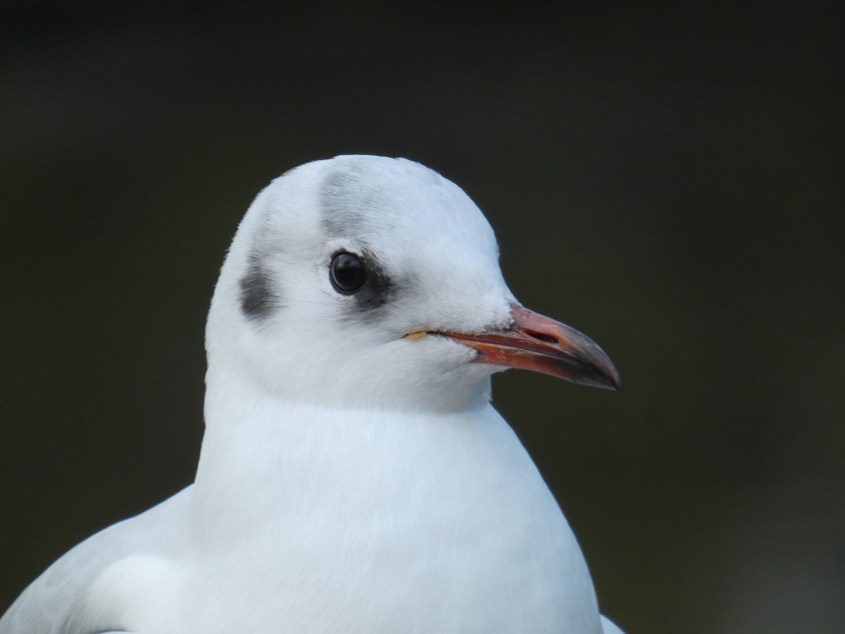 Gaviota Reidora - ML646917110