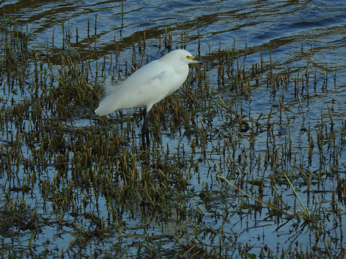 ユキコサギ - ML646917112