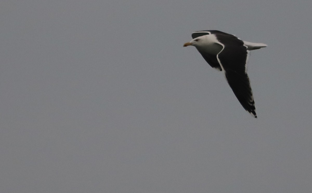 Great Black-backed Gull - ML646917113