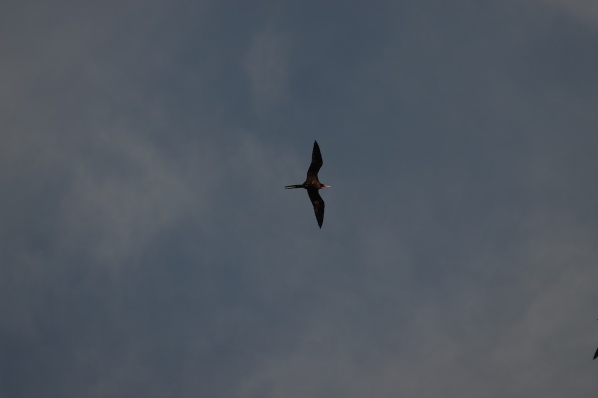 Great Frigatebird - ML646917114