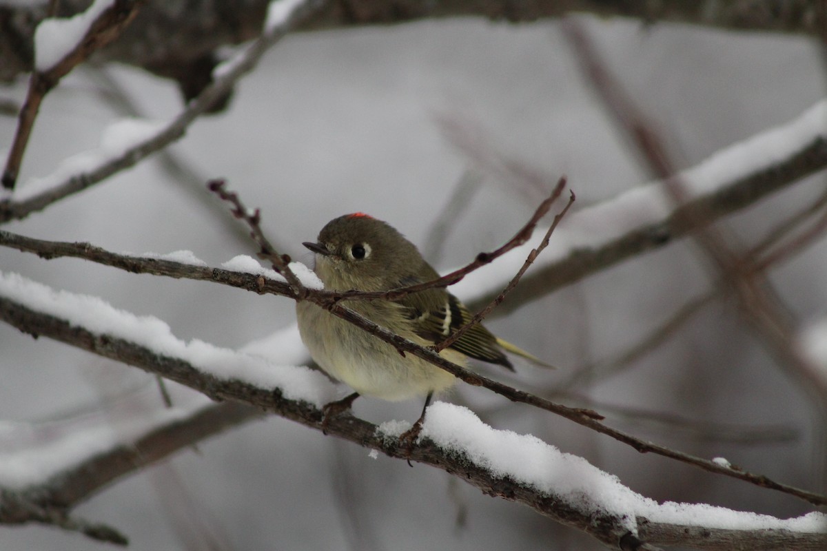 Ruby-crowned Kinglet - ML646917115