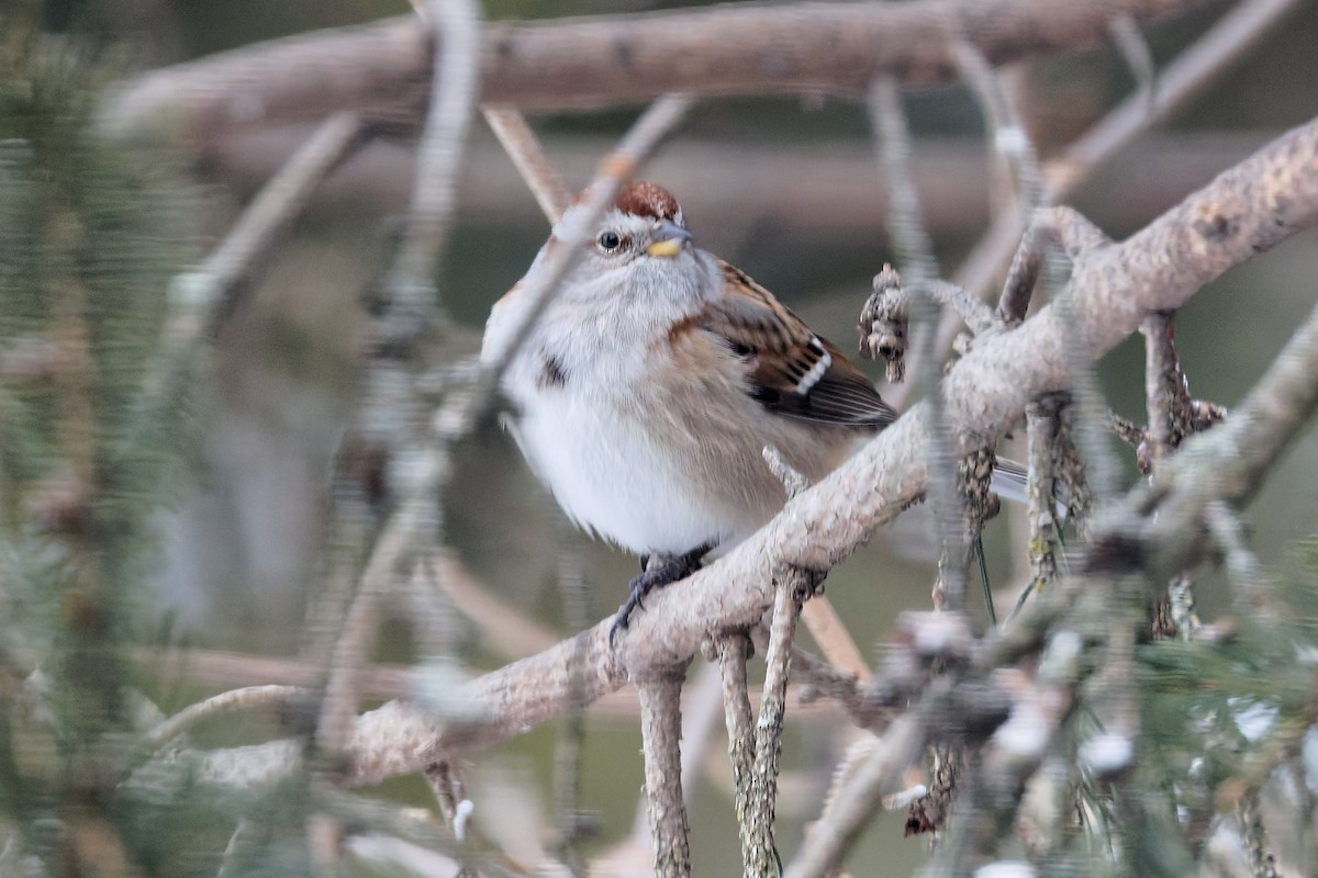 American Tree Sparrow - ML646917116