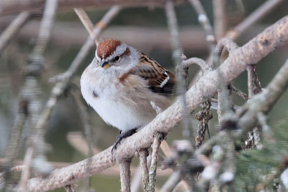 American Tree Sparrow - ML646917117