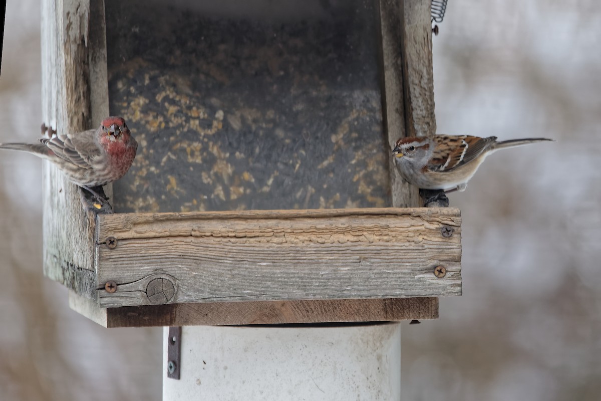 American Tree Sparrow - ML646917118