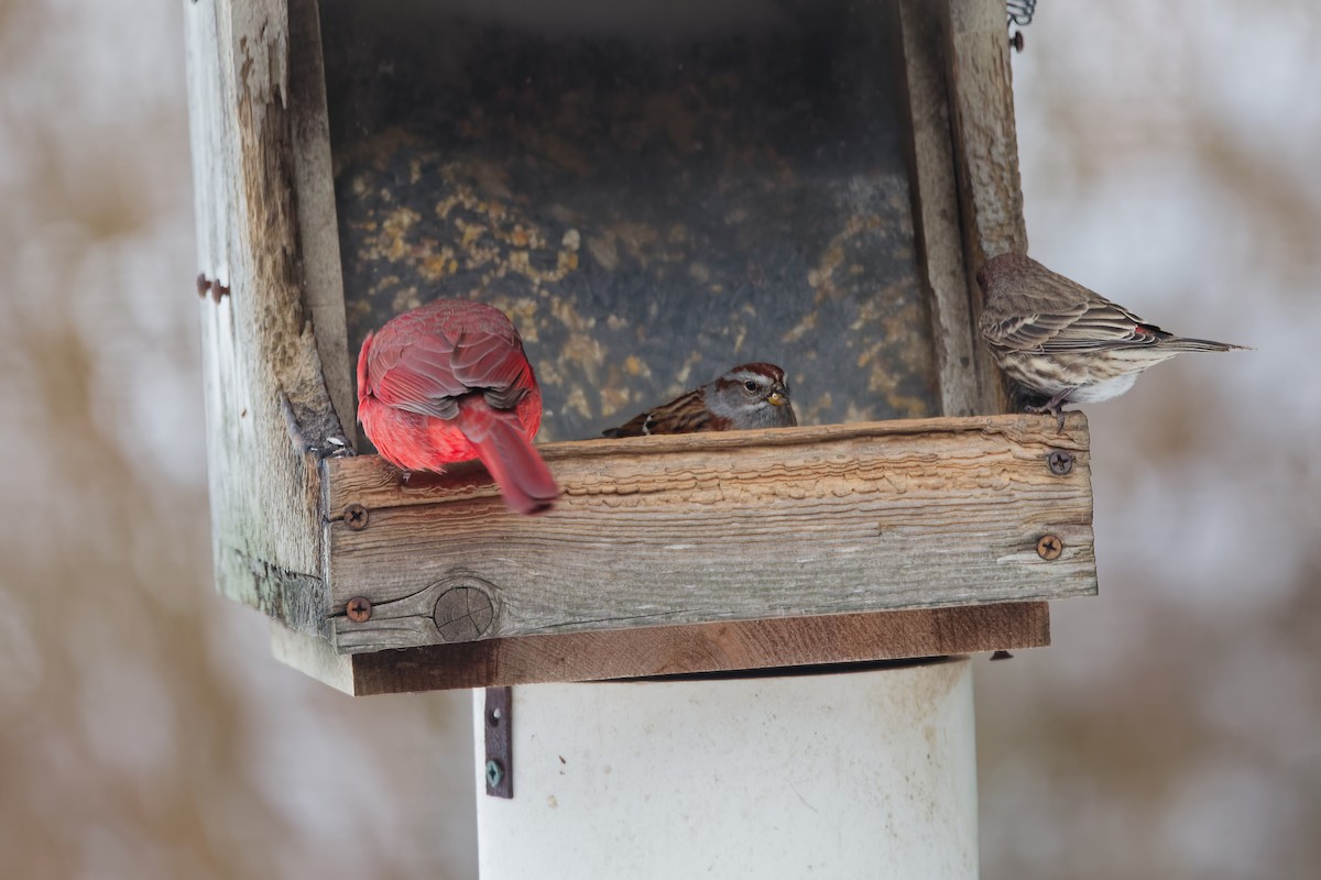 American Tree Sparrow - ML646917119