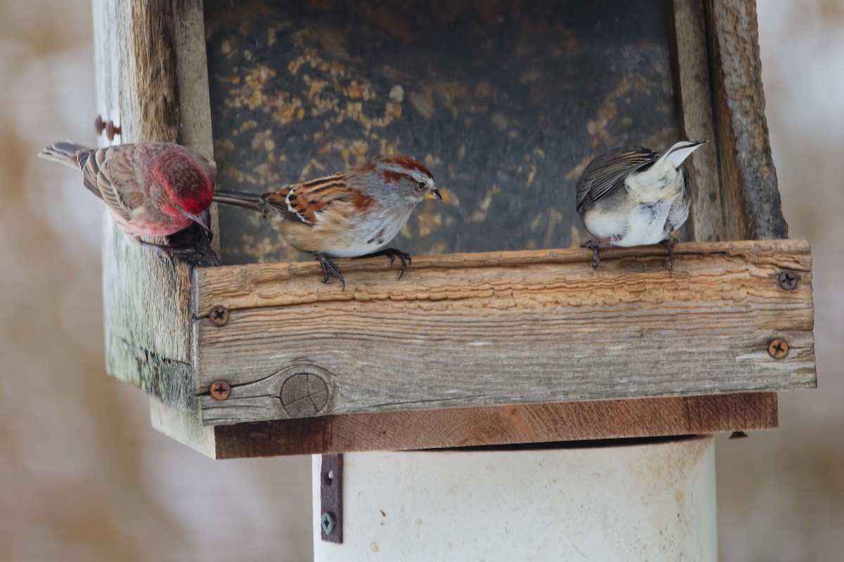 American Tree Sparrow - ML646917120