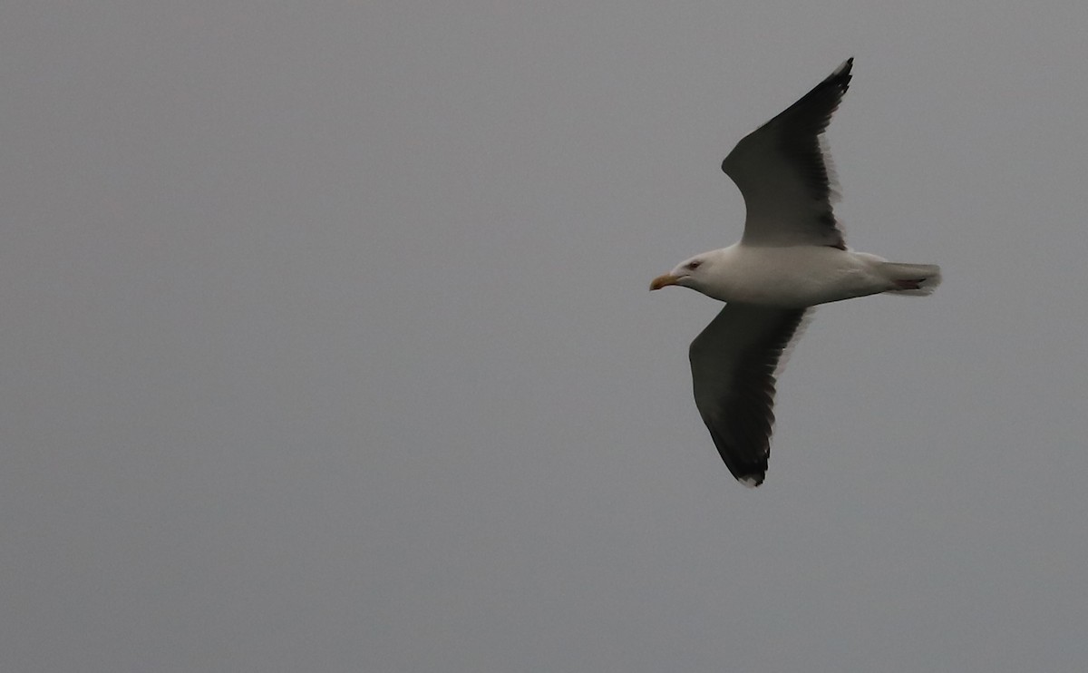 Great Black-backed Gull - ML646917122