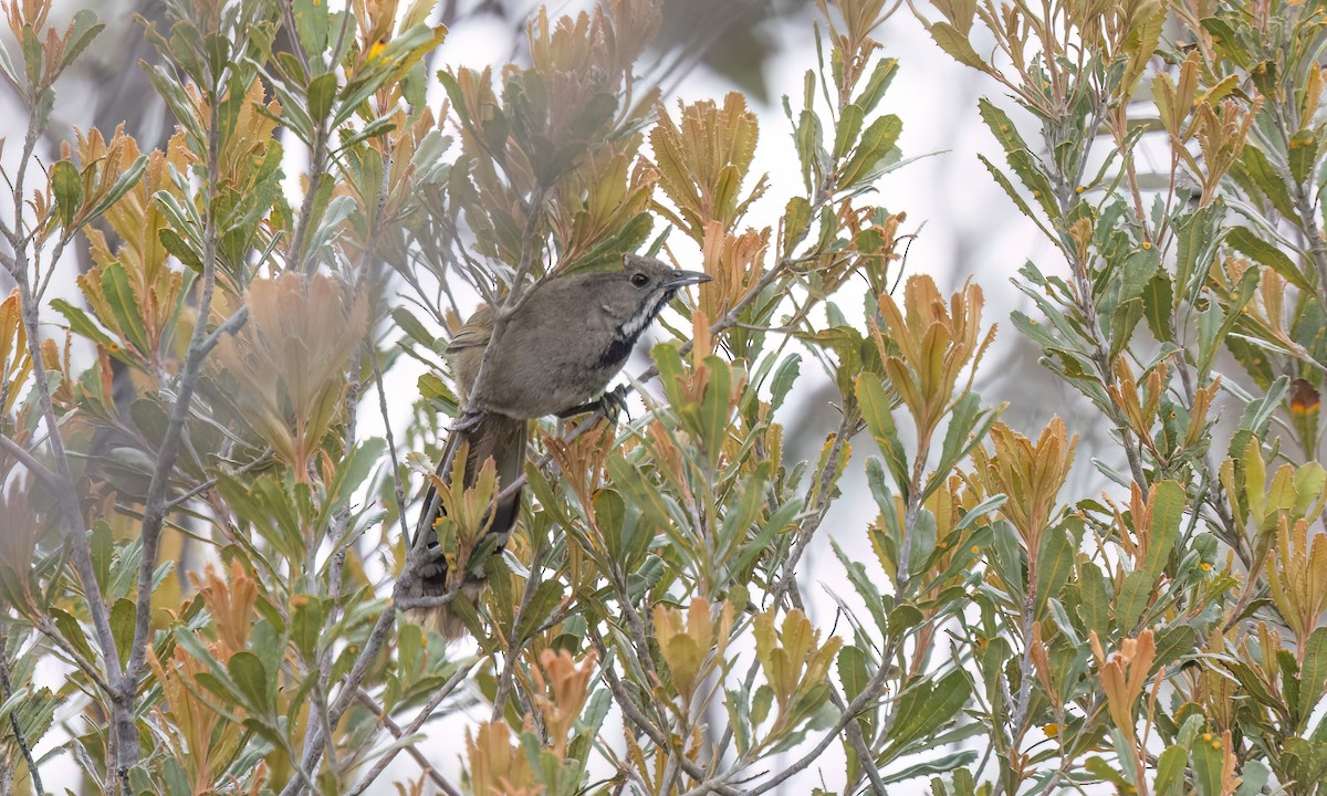 Zordala Crestada Occidental (nigrogularis/oberon) - ML646917135