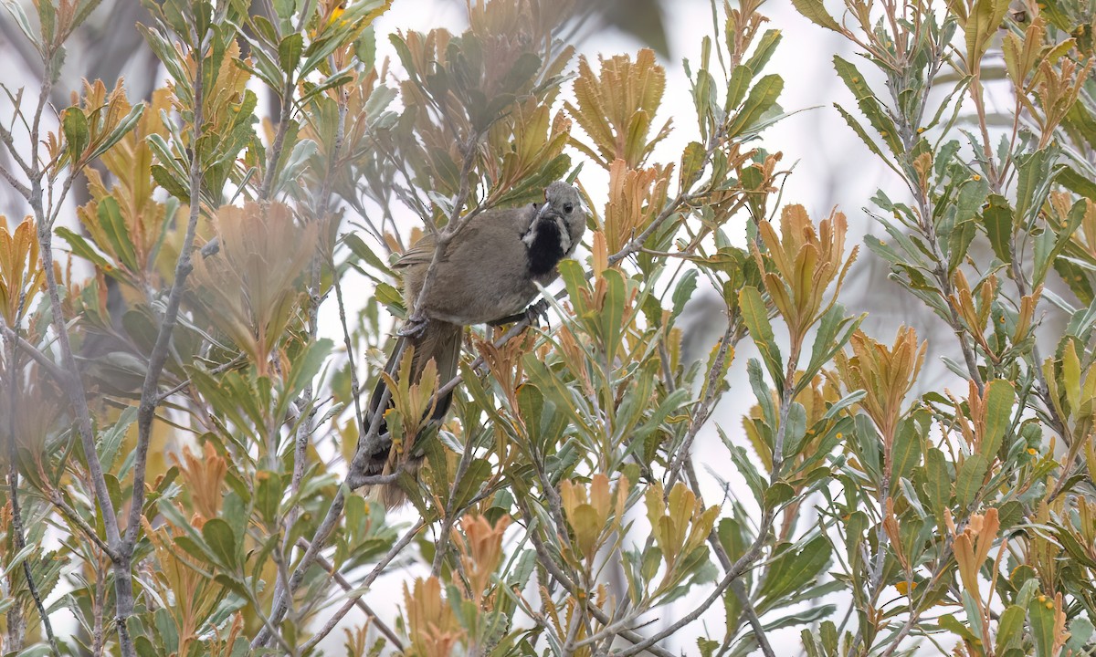 Zordala Crestada Occidental (nigrogularis/oberon) - ML646917136