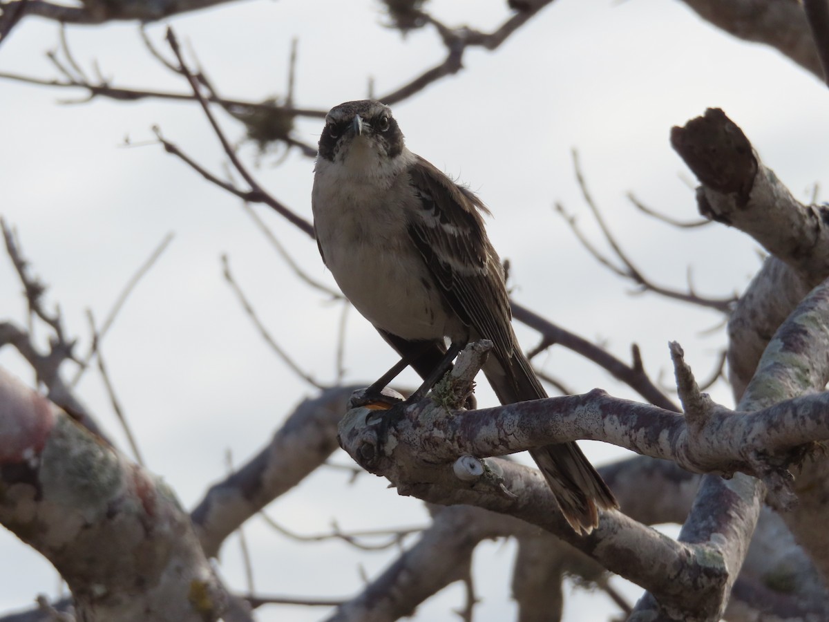 Galapagos Mockingbird - ML646917138