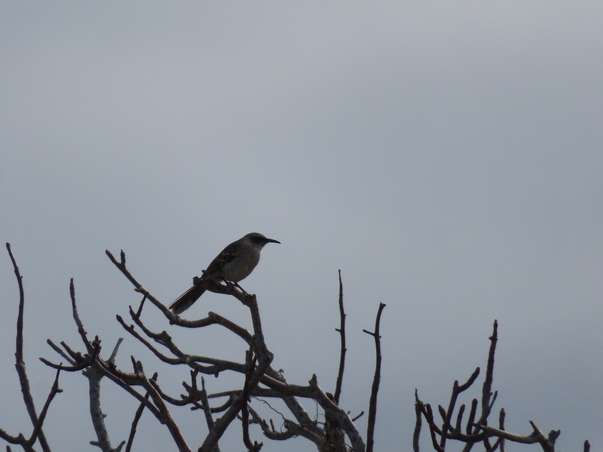 Galapagos Mockingbird - ML646917139