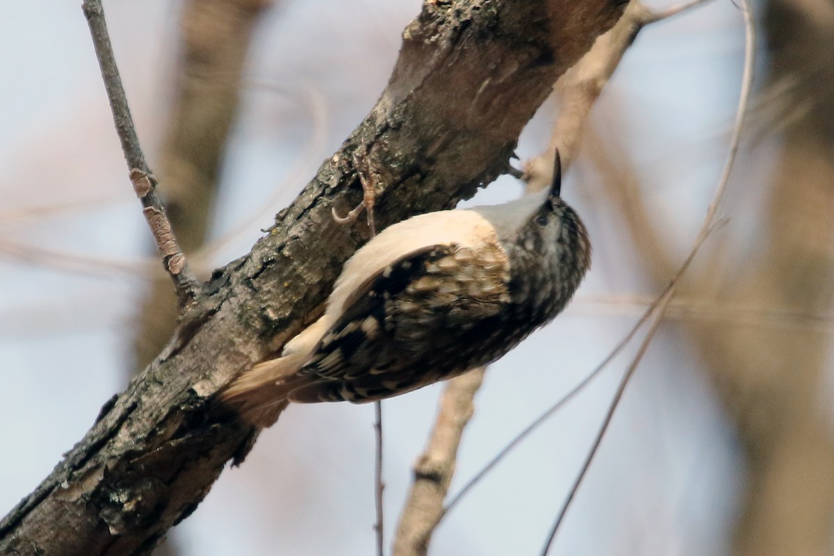 Gerri-txori amerikarra - ML646917142