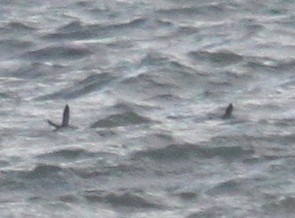 Razorbill - ML646917143