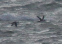 Razorbill - ML646917144