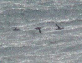 Razorbill - ML646917145