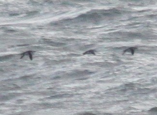 Razorbill - ML646917146