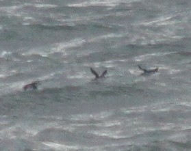 Razorbill - ML646917147