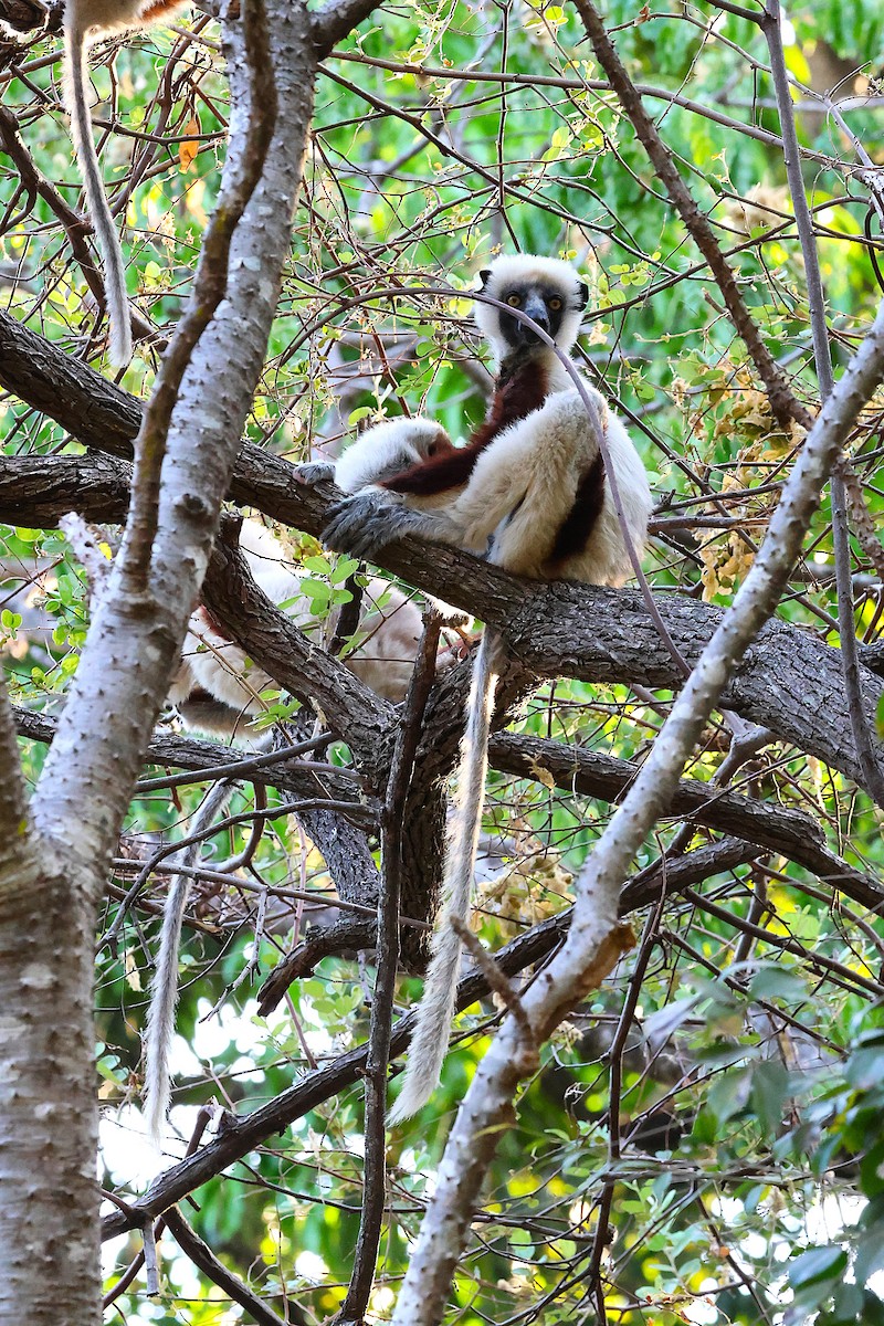 Coquerel's Sifaka - ML646917148