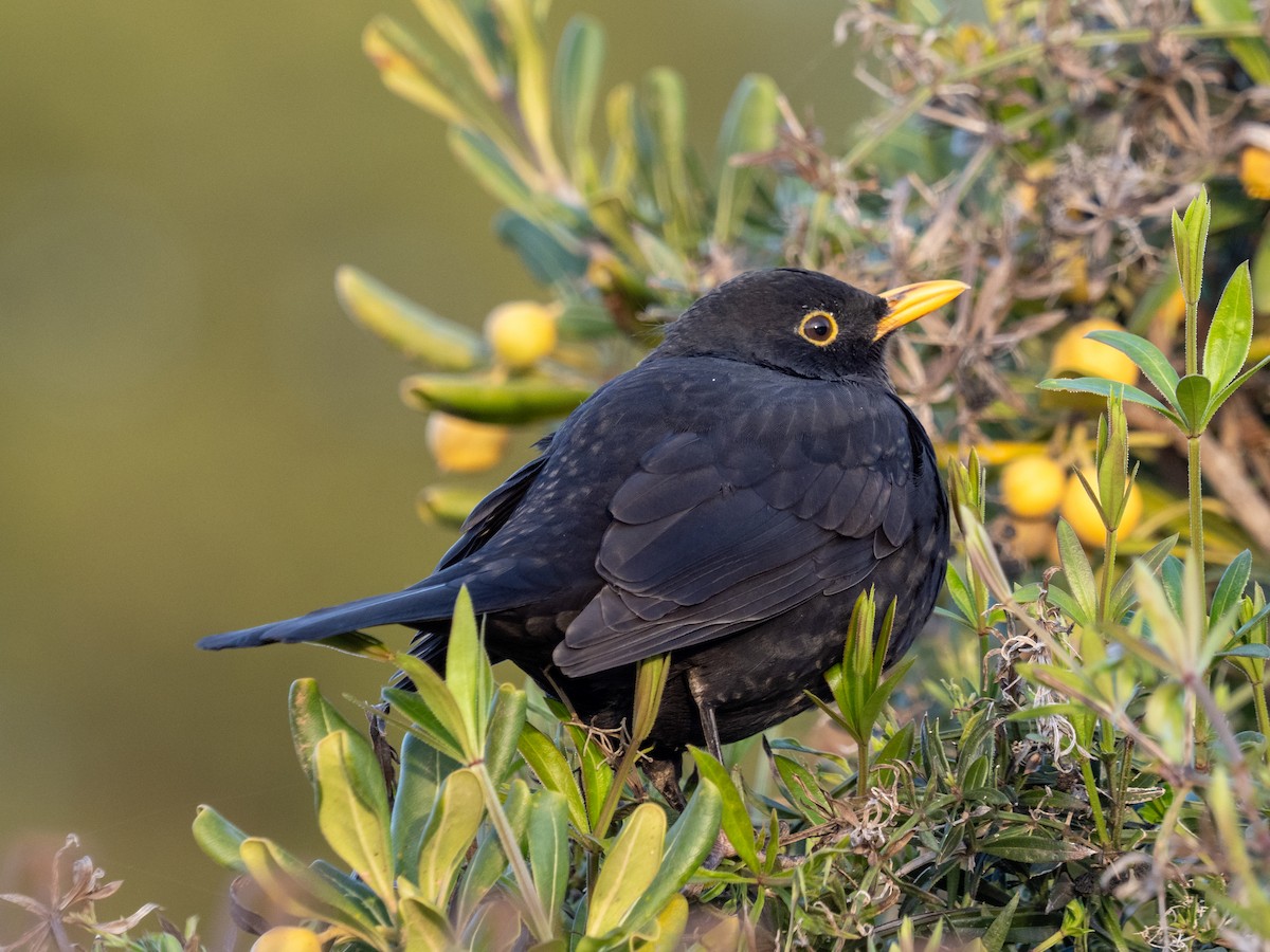 Mirlo Común - ML646917153