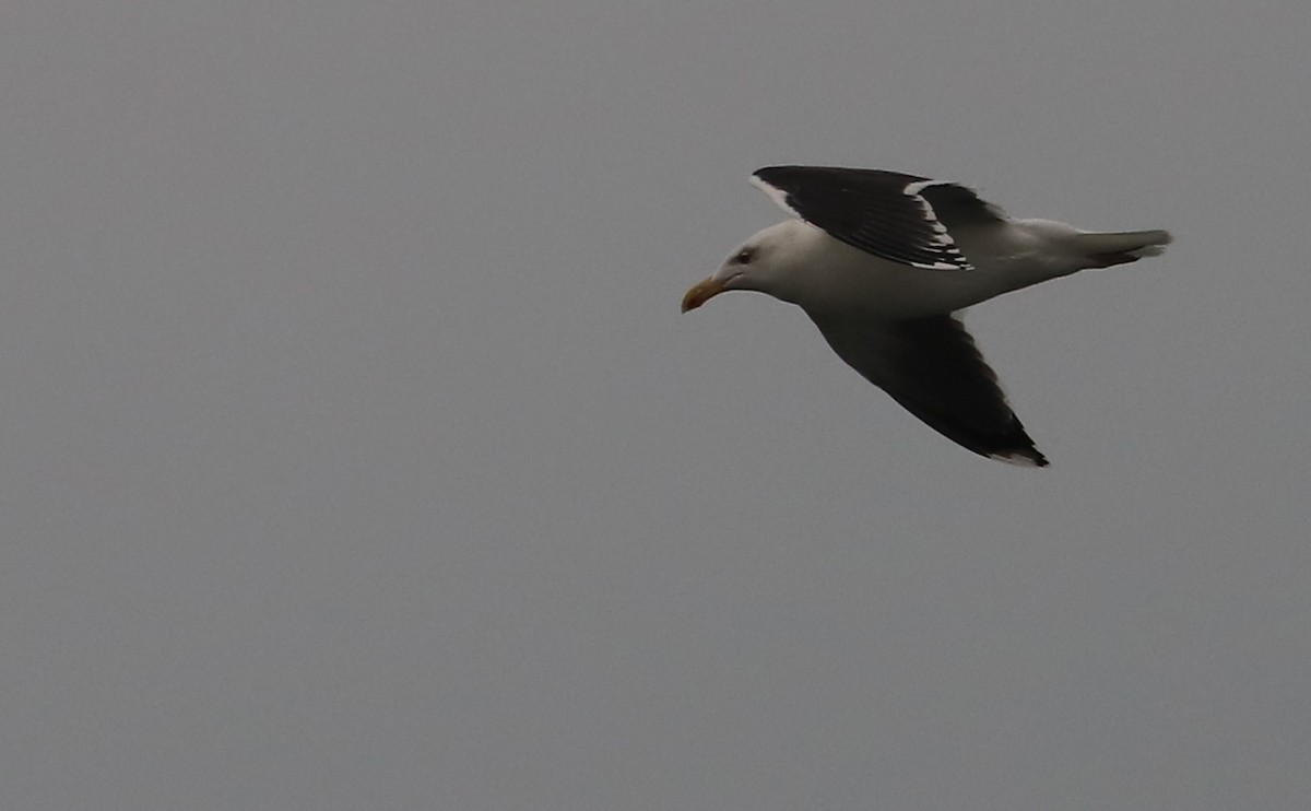 Great Black-backed Gull - ML646917154