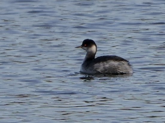 Zampullín Cuellinegro - ML646917157