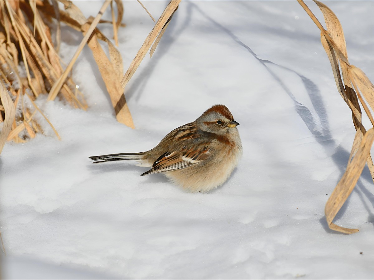 Chingolo Arbóreo - ML646917158