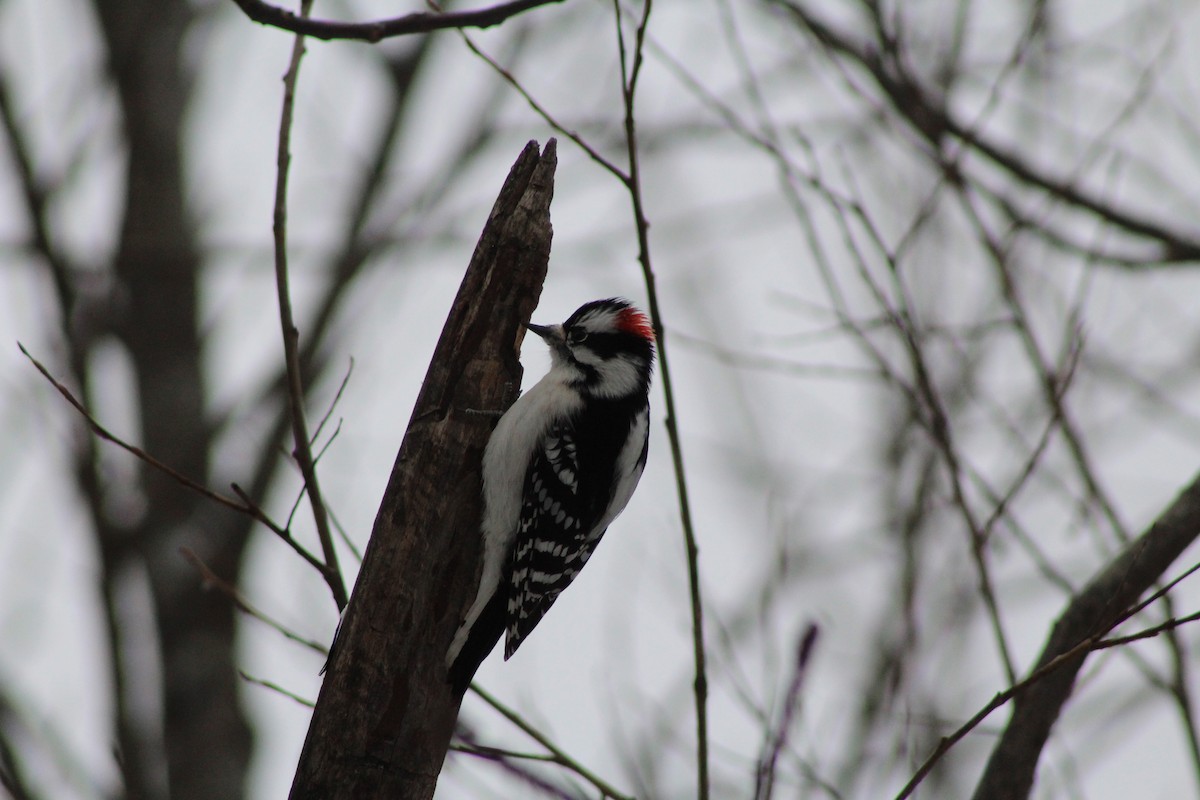 Downy Woodpecker - ML646917159