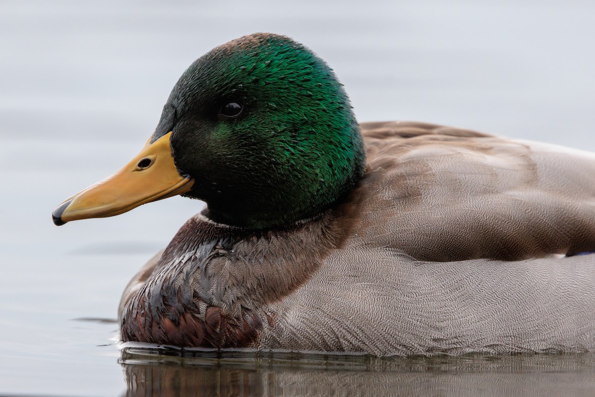 Ánade Azulón - ML646917160