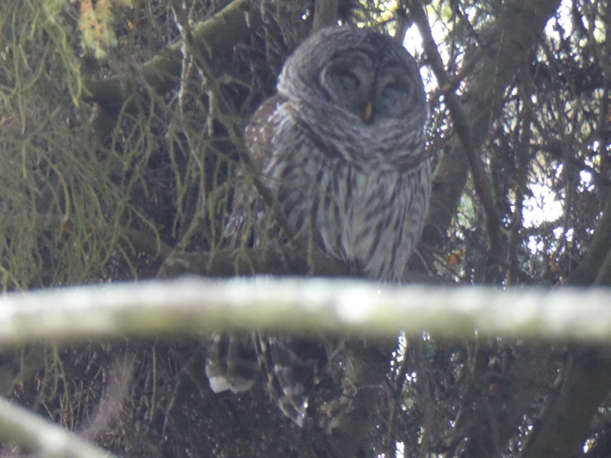 Cárabo Norteamericano - ML646917161