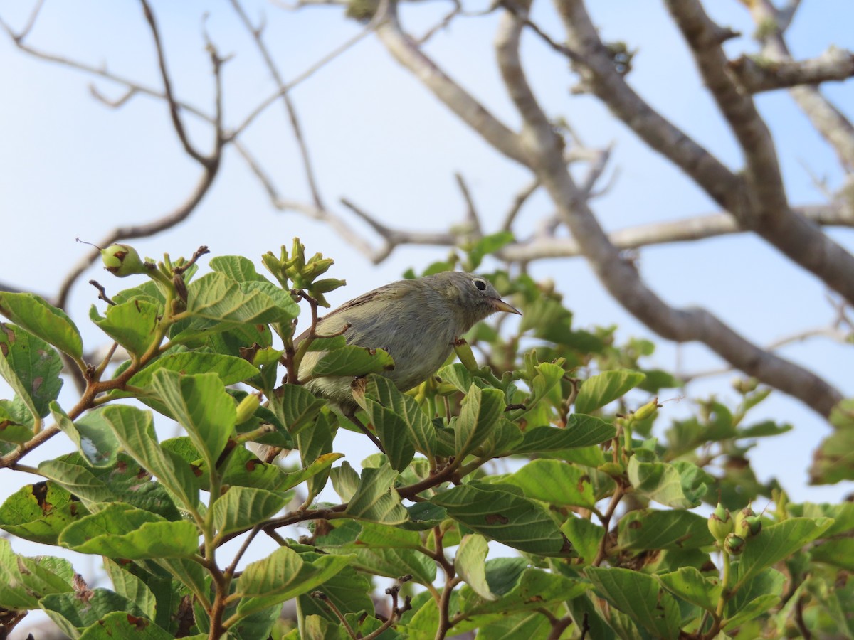 Pinzón de Darwin Gris - ML646917162