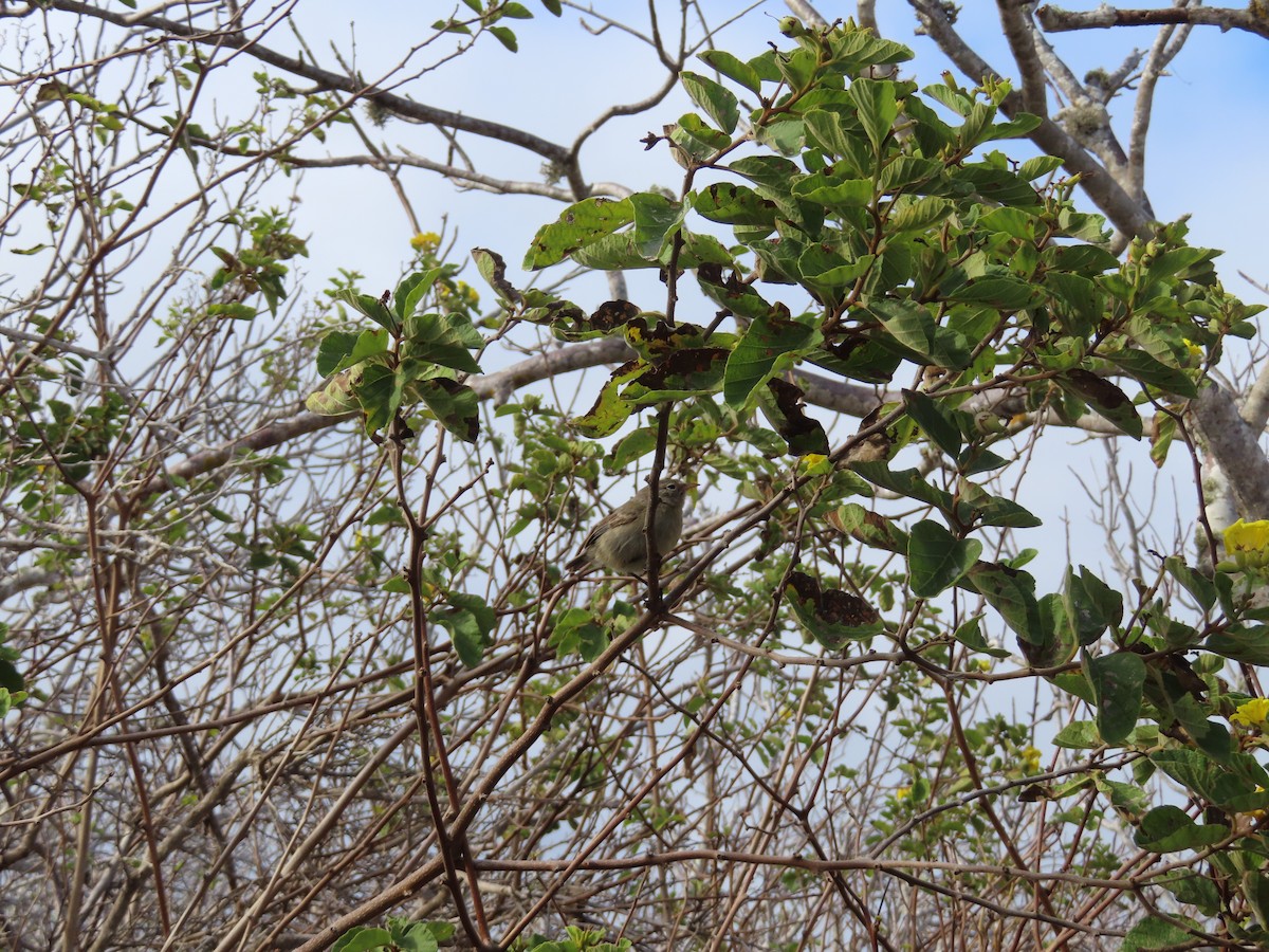 Pinzón de Darwin Gris - ML646917163