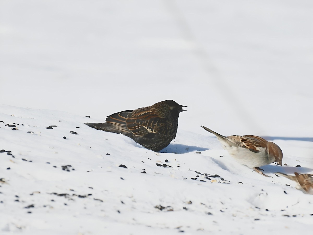 Sargento Alirrojo (grupo phoeniceus) - ML646917164