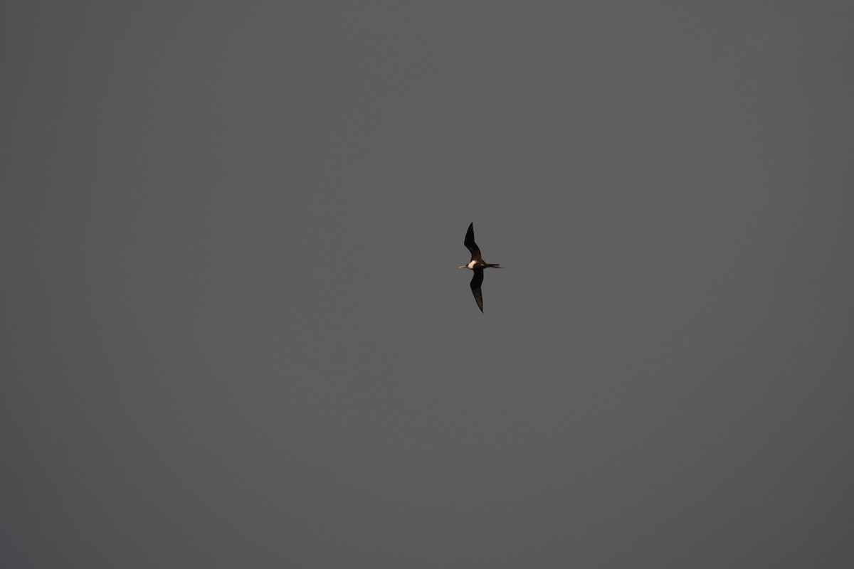 Great Frigatebird - ML646917165