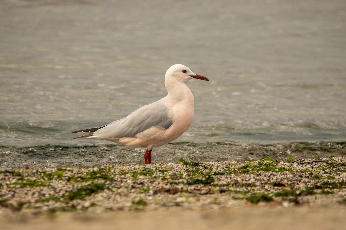Gaviota Picofina - ML646917166