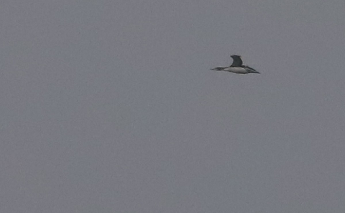 Red-throated Loon - ML646917167