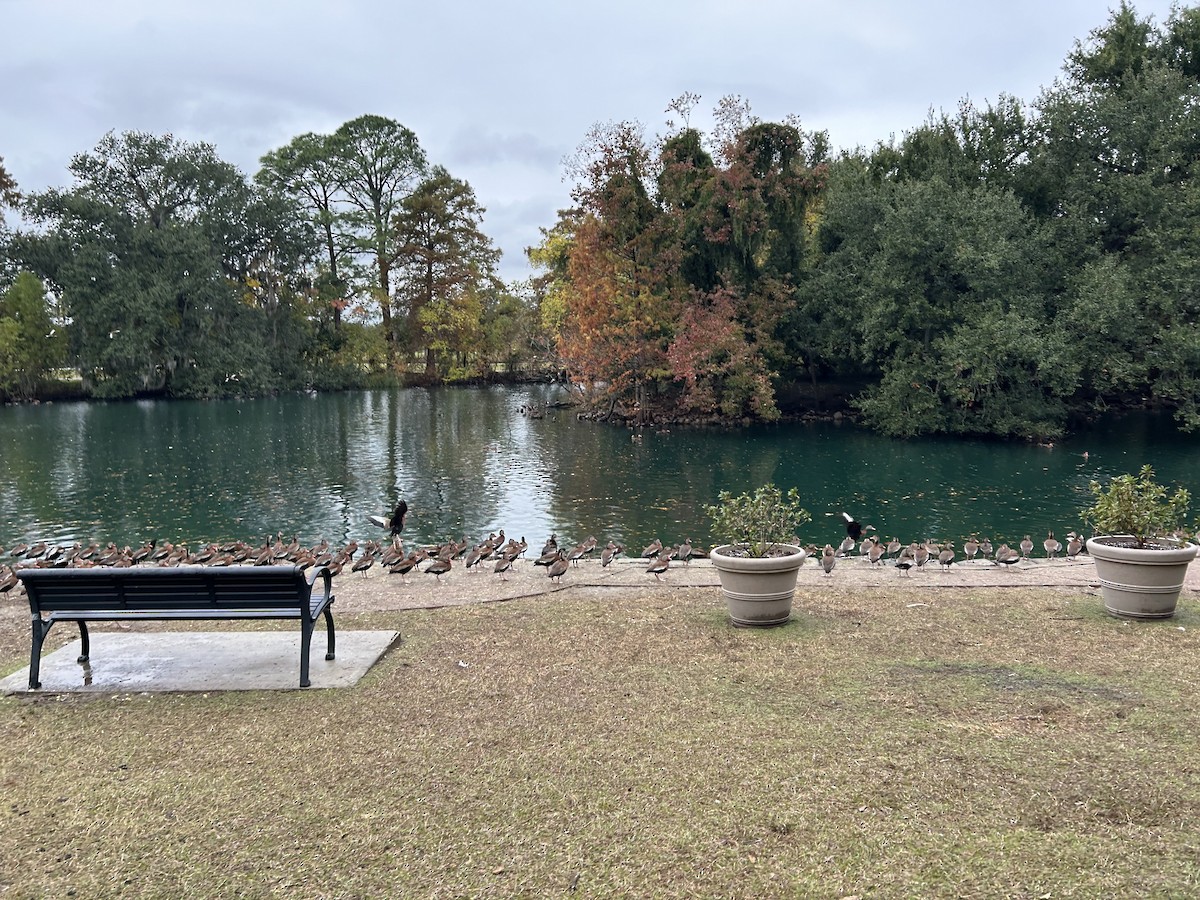 Black-bellied Whistling-Duck - ML646917168
