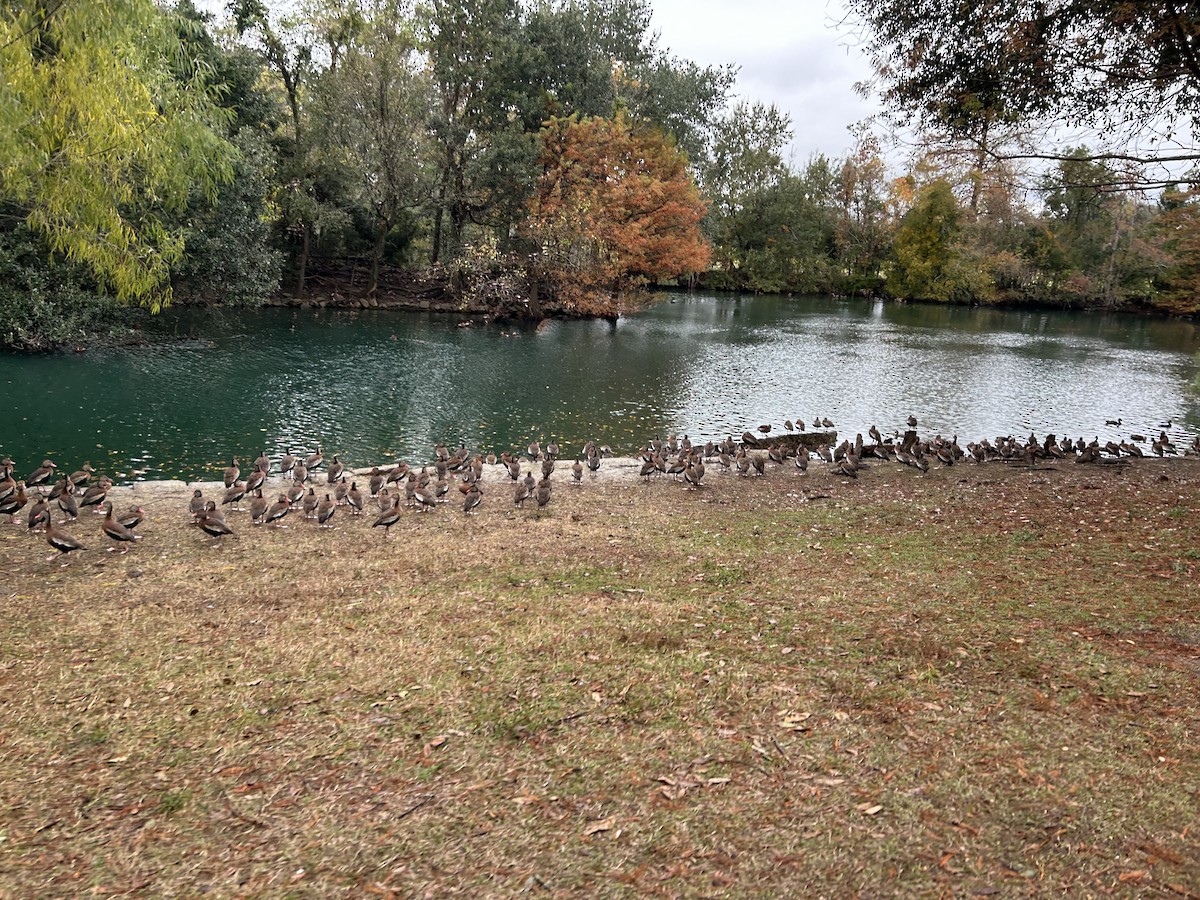 Black-bellied Whistling-Duck - ML646917169