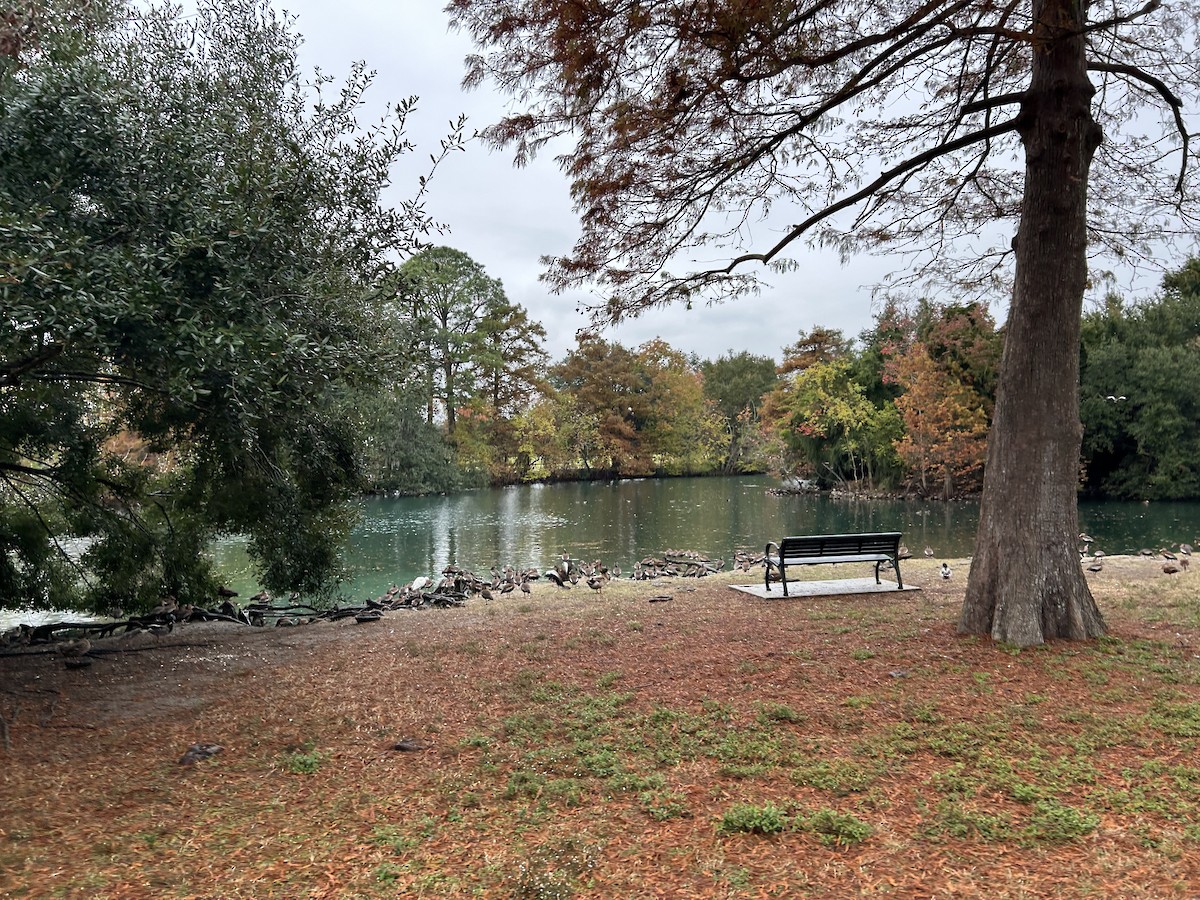 Black-bellied Whistling-Duck - ML646917170