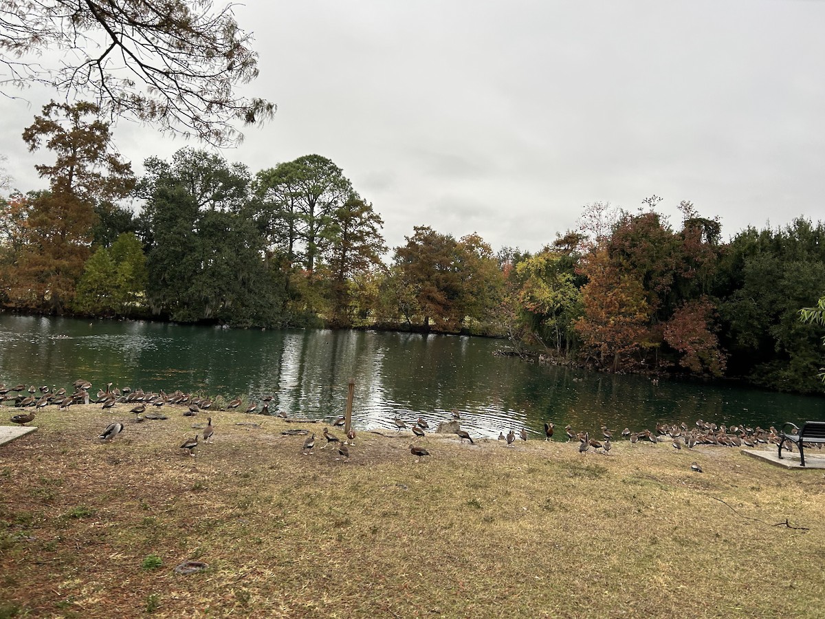 Black-bellied Whistling-Duck - ML646917171