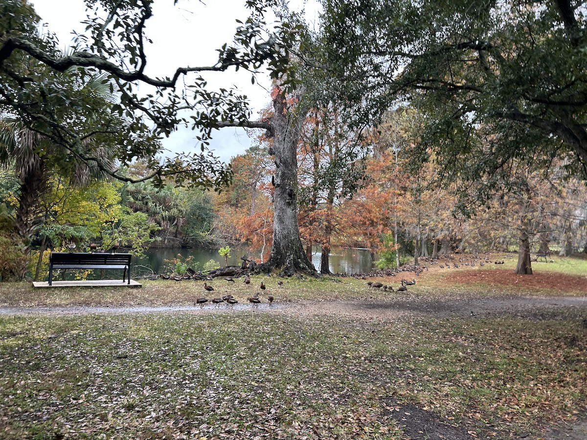 Black-bellied Whistling-Duck - ML646917172